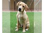 Golden Labrador DOG FOR ADOPTION RGADN-1220516 - Waylon - Golden Retriever /