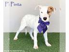 American Staffordshire Terrier Mix DOG FOR ADOPTION RGADN-1220527 - Pinta -