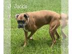 Boxer DOG FOR ADOPTION RGADN-1220542 - Jackie - Boxer Dog For Adoption
