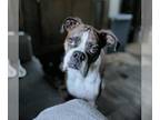 Boxer DOG FOR ADOPTION RGADN-1220546 - Lily III - Silver Heart - Boxer Dog For
