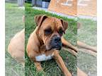 Boxer DOG FOR ADOPTION RGADN-1220547 - Vick - Boxer Dog For Adoption