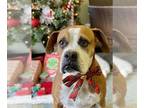Boxer DOG FOR ADOPTION RGADN-1220548 - Favor - Boxer Dog For Adoption