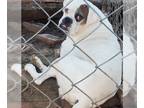 Boxer DOG FOR ADOPTION RGADN-1220549 - Reese - Boxer Dog For Adoption