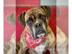 Boxer DOG FOR ADOPTION RGADN-1220551 - Zamboni - Boxer Dog For Adoption
