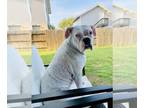 Boxer DOG FOR ADOPTION RGADN-1220552 - Jamice - Boxer Dog For Adoption