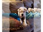 Boxer DOG FOR ADOPTION RGADN-1220553 - Rocky VI - Boxer Dog For Adoption