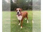 Boxer DOG FOR ADOPTION RGADN-1220554 - Tiana - Boxer Dog For Adoption