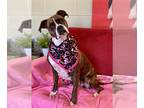 Boxer DOG FOR ADOPTION RGADN-1220555 - Yetta - Boxer Dog For Adoption
