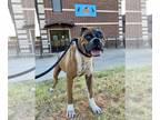Boxer DOG FOR ADOPTION RGADN-1220556 - Galahad - Permanent Foster - Boxer Dog