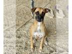 Boxer DOG FOR ADOPTION RGADN-1220557 - Morgana - Boxer Dog For Adoption