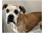 Boxer DOG FOR ADOPTION RGADN-1220559 - Ellette - Silver Heart - Boxer Dog For