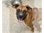 Boxer DOG FOR ADOPTION RGADN-1220560 - Salsa - Boxer Dog For Adoption