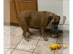 Boxer DOG FOR ADOPTION RGADN-1220561 - Wiggles - Silver Heart - Boxer Dog For