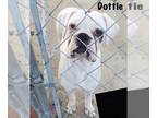 Boxer DOG FOR ADOPTION RGADN-1220562 - Dottie II - Boxer Dog For Adoption
