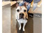 Boxer DOG FOR ADOPTION RGADN-1220563 - Blaine - Silver Heart - Boxer Dog For