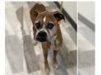 Boxer DOG FOR ADOPTION RGADN-1220565 - Dahlia - Boxer Dog For Adoption