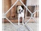 Boxer DOG FOR ADOPTION RGADN-1220566 - Patches - Boxer Dog For Adoption