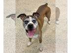 Boxer DOG FOR ADOPTION RGADN-1220568 - Tennessee - Silver Heart - Boxer Dog For