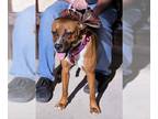 Boxer DOG FOR ADOPTION RGADN-1220570 - Ripley - Boxer Dog For Adoption
