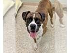 Boxer DOG FOR ADOPTION RGADN-1220572 - Vardon - Boxer Dog For Adoption