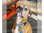 Boxer DOG FOR ADOPTION RGADN-1220573 - Gracie III - Boxer Dog For Adoption