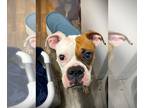 Boxer DOG FOR ADOPTION RGADN-1220574 - Dobby II - Boxer Dog For Adoption