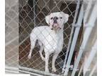 Boxer DOG FOR ADOPTION RGADN-1220576 - Ricky II - Boxer Dog For Adoption