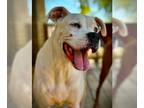 Boxer DOG FOR ADOPTION RGADN-1220577 - Jax VI - Boxer Dog For Adoption