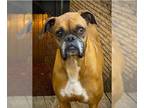 Boxer DOG FOR ADOPTION RGADN-1220578 - Tara II - Boxer Dog For Adoption