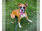 Boxer DOG FOR ADOPTION RGADN-1220579 - Bulma - Boxer Dog For Adoption