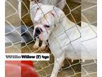 Boxer DOG FOR ADOPTION RGADN-1220580 - Willow - Boxer Dog For Adoption