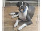 Boxer DOG FOR ADOPTION RGADN-1220581 - Bones II - Boxer Dog For Adoption