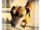 Boxer DOG FOR ADOPTION RGADN-1220583 - Nala IV - Boxer Dog For Adoption