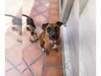 Boxer DOG FOR ADOPTION RGADN-1220584 - Pancho II - Boxer Dog For Adoption