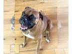 Boxer DOG FOR ADOPTION RGADN-1220585 - Winston II - Boxer Dog For Adoption