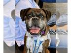 Boxer DOG FOR ADOPTION RGADN-1220586 - Dressel - Boxer Dog For Adoption