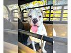 Boxer DOG FOR ADOPTION RGADN-1220587 - Boy I - Boxer Dog For Adoption