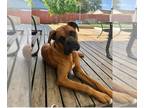 Boxer DOG FOR ADOPTION RGADN-1220588 - Diesel V - Boxer Dog For Adoption