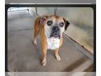 Boxer DOG FOR ADOPTION RGADN-1220590 - Renetta - Silver Heart - Boxer Dog For