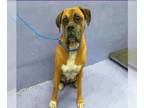 Boxer DOG FOR ADOPTION RGADN-1220591 - Mama Bea - Silver Heart - Boxer Dog For