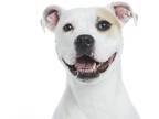 Boxer Mix DOG FOR ADOPTION RGADN-1220592 - Bunny - Boxer / Mixed Dog For