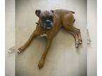 Boxer DOG FOR ADOPTION RGADN-1220593 - Junior V - Boxer Dog For Adoption
