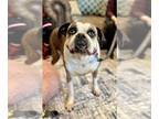 Boxer DOG FOR ADOPTION RGADN-1220594 - Abby Love IX - Boxer Dog For Adoption