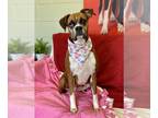Boxer DOG FOR ADOPTION RGADN-1220595 - Sunflower - Boxer Dog For Adoption
