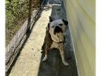 Boxer DOG FOR ADOPTION RGADN-1220598 - Gerty - Boxer Dog For Adoption
