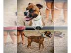 Boxer DOG FOR ADOPTION RGADN-1220599 - Apollo V - Boxer Dog For Adoption