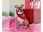 Boxer DOG FOR ADOPTION RGADN-1220600 - Nina II - Boxer Dog For Adoption
