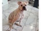 Boxer DOG FOR ADOPTION RGADN-1220601 - Nala III - Boxer Dog For Adoption
