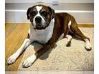 Boxer DOG FOR ADOPTION RGADN-1220603 - Allie II - Boxer Dog For Adoption