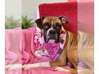 Boxer DOG FOR ADOPTION RGADN-1220605 - Dandelion - Boxer Dog For Adoption